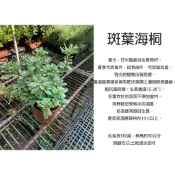 心栽花坊-斑葉海桐/海桐/5吋/綠化環境/賞葉植物/造型樹/特價200