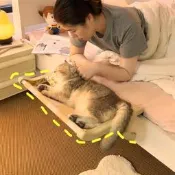 【廠家精選】貓床貓掛床貓窩四季通用床邊可拆洗防潮貓咪吊床窗邊曬太陽寵物床
