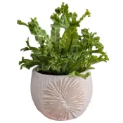 (店+)開心農元 觀葉植物 鹿角山蘇 盆栽