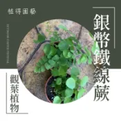 植得｜秘魯銀幣鐵線蕨｜蕨類植物