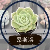 昂斯洛 - Wayne多肉/一吋盆多肉/多肉植物/婚禮小物/組盆/療癒小物/韓肉品種