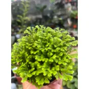 珊瑚卷柏～室內植物 ～3寸苗～空氣淨化蕨類植物⋯
