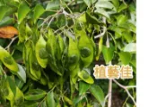 降香黃檀 花梨木 黃花梨 當季種子 去皮 50粒  庭園景觀植物 具高經濟價值樹種