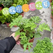 田尾玫瑰園 l 防蚊樹、驅蚊草、香葉天竺葵【五吋盆栽 高度約20cm】味道重 可驅蚊子 (植物眾多歡迎詢問)