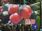 ╭＊田尾玫瑰園＊╯ 水果苗--(紅柿)