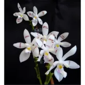 Phal.tetraspis 實生苗 原生種蝴蝶蘭  蘭花植株