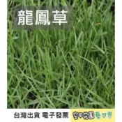 【草皮種子】龍鳳草 種子 菜籽 高爾夫 草皮 露營區 綠地 蘇卡達 陸龜 牧草 庭院 農舍 空中花園藝世界