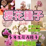 👍🎇現貨速發【櫻花種子】矮化櫻花 日本進口櫻花 盆栽櫻花  盆栽種植 多品種櫻花大全 奈良櫻花 寒緋櫻 大阪櫻花限時優惠