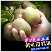 黃金奇異果苗✅矮化盆栽✅可盆栽快速產果 台灣南北平地可種植 奇異果苗 奇異果 樹苗 果苗 矮化果樹 矮化盆栽 水果苗