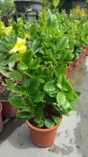 ╭＊田尾玫瑰園＊╯觀賞植物-(軟枝黃蟬)6吋1尺200元