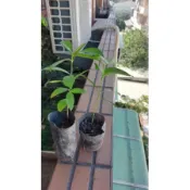 佳孟果 印度黑莓 印度藍莓 肯式蒲桃 烏楣 水之莓 珍稀水果苗 水果苗 （非巴西甜櫻桃）