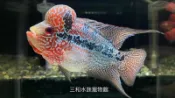 特級瑪瑙花羅漢