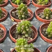 沅鈺農場   多肉植物   一吋盆/小紅莓