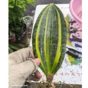 K6寶扇錦(黃色錦斑) 長葉大寶扇 白斑寶扇錦在另一個賣場 虎尾蘭單株裸根中小苗 虎尾蘭 花苗 台中 立力花園