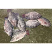 「江江江商店」半鹹水台灣鯛  （吳郭魚 南洋）
