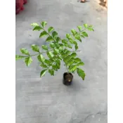 植系青屬-光臘樹/光蠟樹/白雞油/獨角仙覓食用/三吋盆