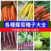 💥💥各種蘿蔔種子 迷你蘿蔔滿堂紅心裡美手指櫻桃胡蘿蔔拇指水果蘿蔔種子四季耐熱耐高溫甜脆多汁蔬菜種子超高發芽率