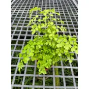 鐵線蕨｜3吋盆～空氣淨化蕨類植物⋯