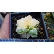 ~~友仙屋仙人掌與多肉植物--9122.瑪琳玉露錦