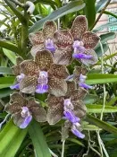 有巧克力般香味的萬代蘭香花密密巴默萬代蘭(Vanda MimiPalmer )🌼🌸🌺