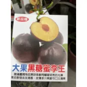霏霏園藝   大果黑糖蜜李王特價一棵400元原價600元