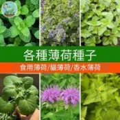 台式香草園必備 美國薄荷花草種子 廚房料理泡茶聖品 四季皆可播種 療癒香草盆栽 薄荷腦香氣 驅蟲清香