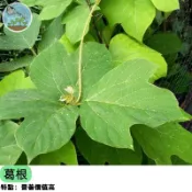 🌿【養生保健植物】葛根種子 山藥葛 可食用藥用 藤本植物 耐旱好種 庭院爬藤綠化 台灣氣候適種 自種自用