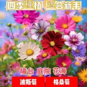 💯🔥波斯菊 打造花海 七彩易種易活 格桑花種子 遇土就活 庭院陽台 野花花卉種子 庭院陽台種植 盆栽地栽植物種子