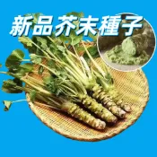 【新品芥末種子】台灣芥菜籽 家庭盆栽易種植 有機調味香料 現貨快速發芽 園藝栽培 自種山葵 香辛料種子包