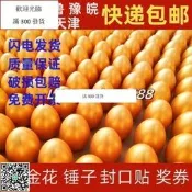 滿300發貨 金蛋抽獎道具 砸金蛋 新年活動 公司尾牙 開幕慶典 婚禮會場 兒童樂園 幼稚園 瑜珈