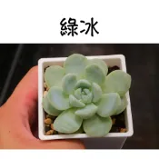 ❁採花❁ 綠冰-多肉植物/療癒盆栽/園藝