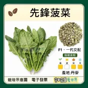 【台灣出貨 電子發票】先鋒菠菜 種子 耐熱菠菜 菜籽 菠菜 空中花園藝世界