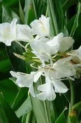 花田厝 水生 ** 野薑花 (白) ** 6吋盆/高40-65cm/香氣迷人可食用 OvO