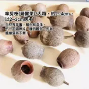 傘房桉尤加利果南非大琥珀果貝爾果煙斗果酒甕果殭屍果天然果實乾燥果實種子 乾燥聖誕耶誕藤圈花圈素材 ［壹樓花藝雜貨］