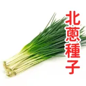 台灣北蔥種子 珠蔥種子 日本蔥種子 四季可栽 耐熱耐寒 家庭蔬菜 陽台盆栽 菜園直栽 快發芽 高發芽率