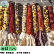 【非基改】彩虹玉米種子 新品種 可食用彩色玉米 做爆米花 乾燥裝飾 庭院陽台盆栽 高產好種  四季可播