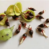 沐耕園|🌱【沉香種子】💥新採收新種沉香樹種子 沉香木樹種子 名貴樹種子 奇楠樹種子