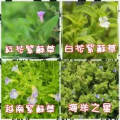 【水畝田】 香草系 水生植物 (紅花、白花、越南紫蘇草、台灣土薄荷、魚腥草 、水八角、香辣蓼、越南香菜、水草盆栽)