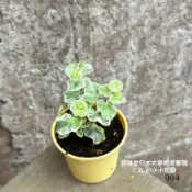 日本特殊常春藤 大麥町 白雪姬 天使翼 雨林植物 植物療育