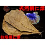 欖仁葉  懶仁葉  天然欖仁葉  乾燥欖仁葉  水族欖仁葉  大葉欖仁葉  欖仁樹葉子  水草欖仁葉  魚缸欖仁葉