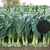🚀現貨速發【寬葉蒜苗】青蒜苗 軟骨蒜苗 蔥蒜 白蒜頭 蒜梗蒜葉可食用 常搭配烏魚子香腸 陽台盆栽 青蒜苗