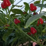 沐耕園|🌶️（阿吉塞雷薩 辣椒種子）【中辣】耐寒型 櫻桃形果實 發芽快速 株高約80cm 可觀賞可食用辣椒種籽