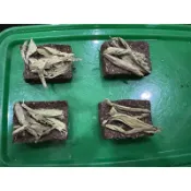 玉兔草餅-甜菊葉草餅 2個30元（新品上市）