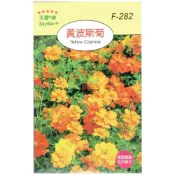 (店+)【天橙種子】黃波斯菊種子 F-282  全年可播種 花卉類種子 天星牌 穗耕種苗 家庭園藝 彩色原包裝