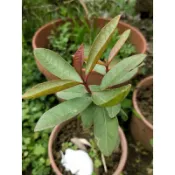 紅心芭樂苗（不含盆栽）#植物 #紅心芭樂