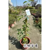 《花鄉苗圃》  橫氏土肉桂、土肉桂、可食用