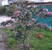 煙火樹盆栽/煙火樹/棒棒糖形狀（開花多）（價格可議）