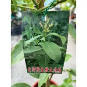 台灣原生 土肉桂 / 7吋～可食用小喬木⋯