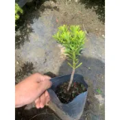 華燕園藝-金鑽羅漢松（一件限購20棵）