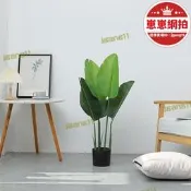 【 速發】背景3d立體飾間背景牆女主播 拍照新款旅人蕉